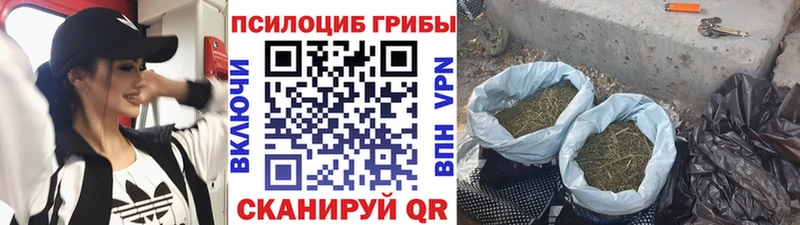 Псилоцибиновые грибы Cubensis  где продают наркотики  Ува 